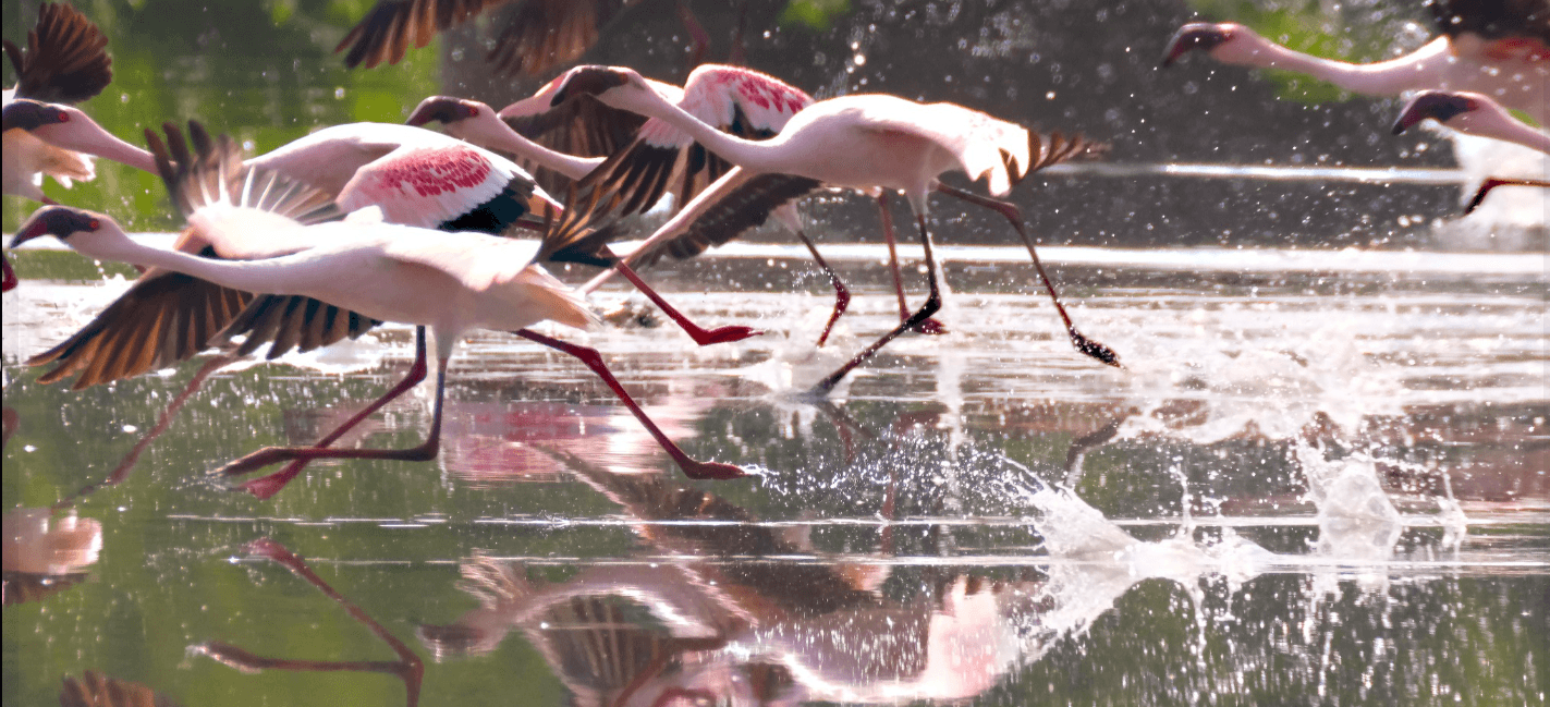 Birdlife SA launches revised Red Data Book