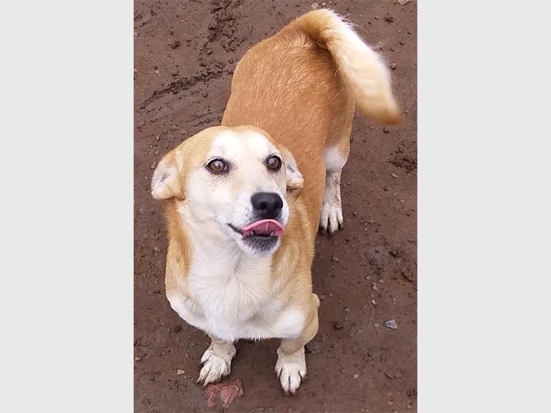 Delmas Animal Shelter orphans need loving homes