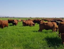Government on top off foot-and-mouth disease response