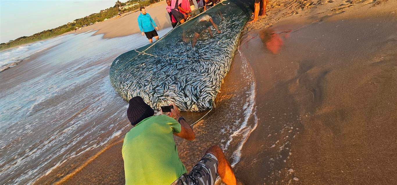 Sardine Run 2025: Silver fish arrive in Pennington