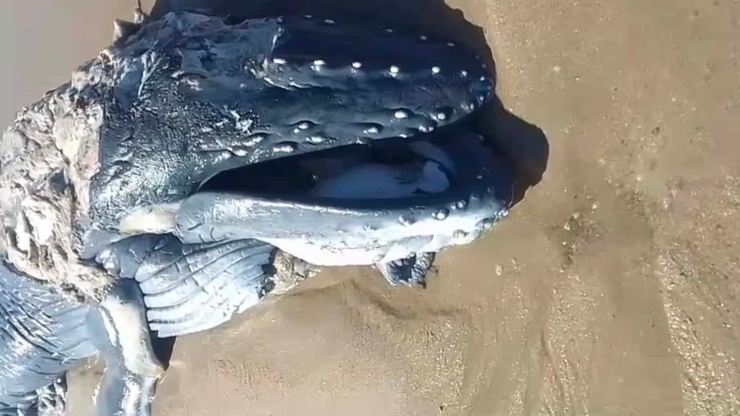 WATCH: Baby whale washes ashore on St Mike's Beach