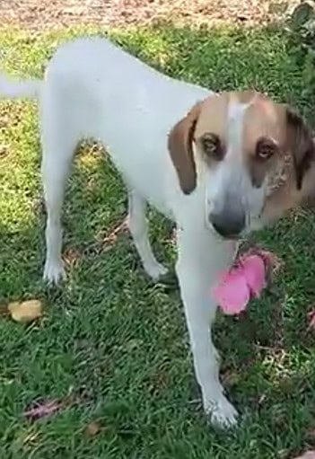 Bring Goofy home! Empangeni SPCA offers reward for missing pup