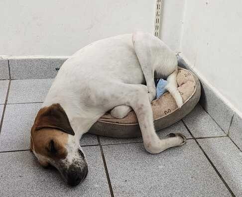 Beloved Empangeni SPCA pup is found