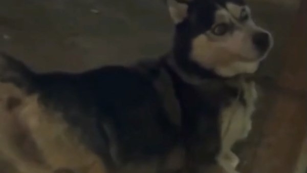 استدعاء طبيب بيطري لسماع أقواله في واقعة مقتـ.ـل «كلب هاسكي» بطنطا
