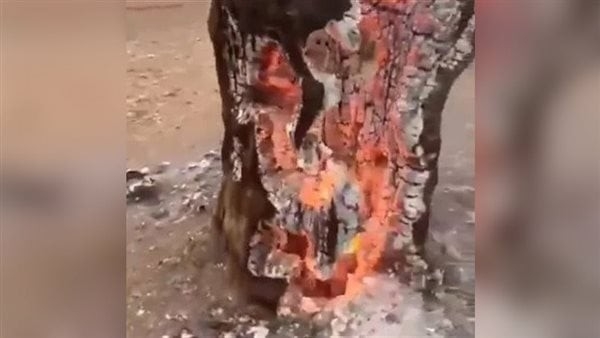 ظاهرة احتراق أشجار إسرائيل من داخلها تثير الفزع، والنشطاء: معجزة وغضب من الله (فيديو)