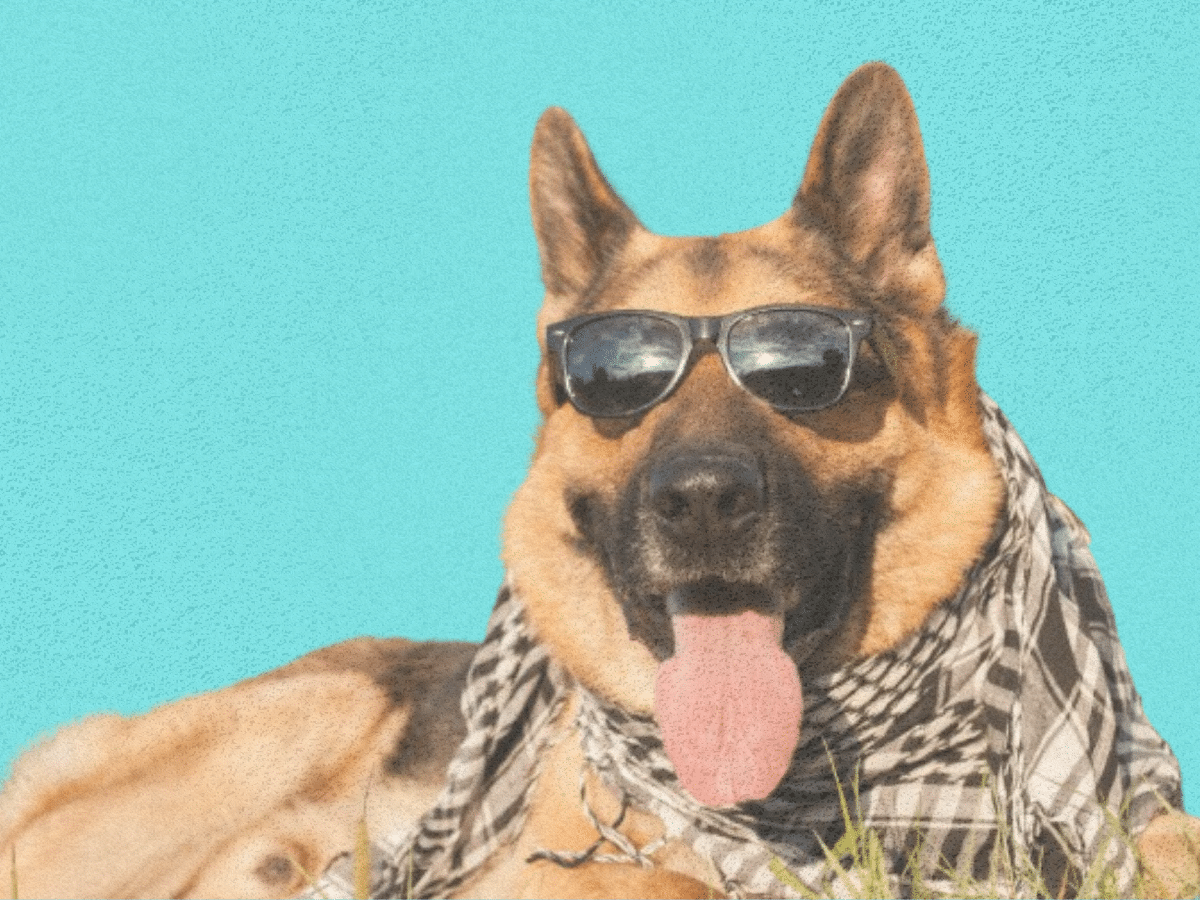 Run, don't walk to these dog-friendly cafes in Dubai