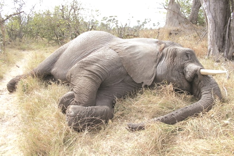 No answers to the jumbo deaths