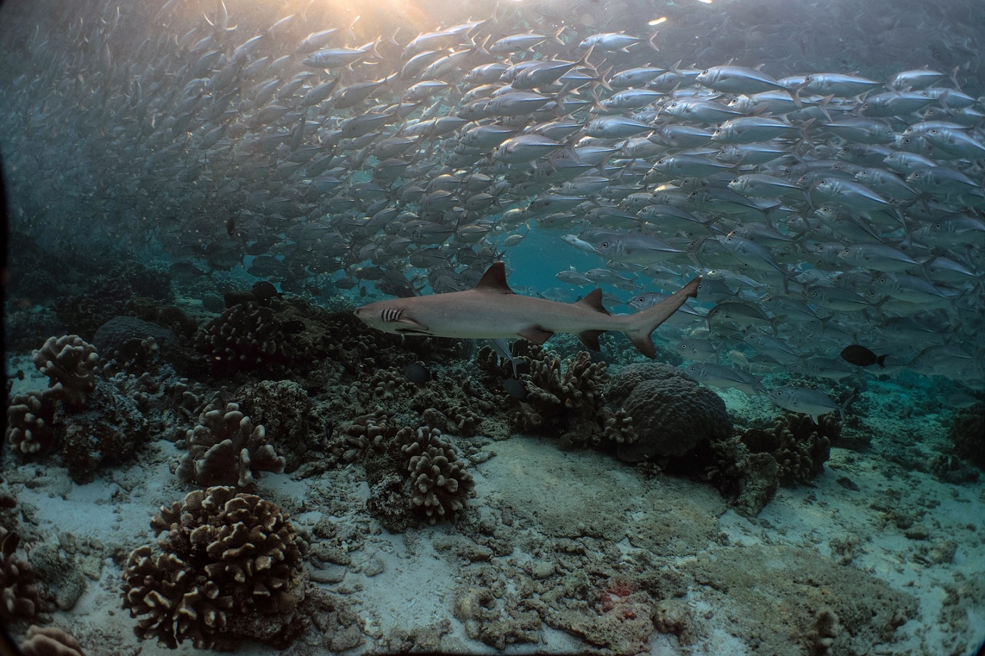 Nearly 300km Sabah's coast under assault
