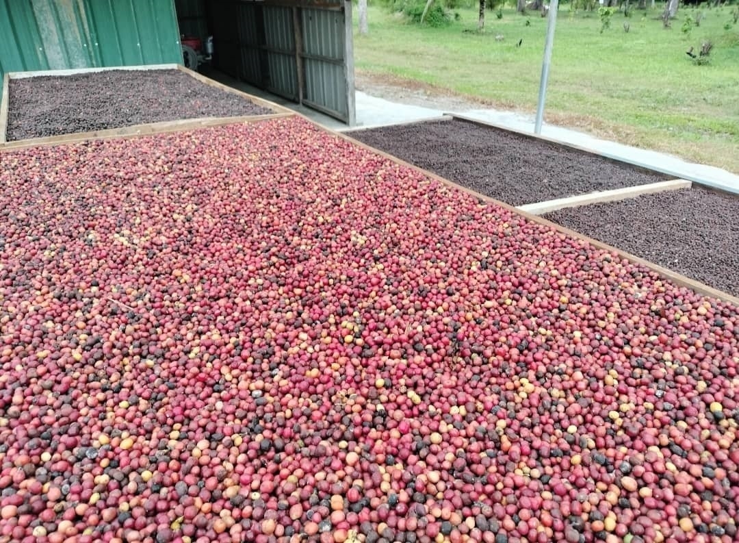 A heart to keep fire of ‘Tenom Coffee' burning