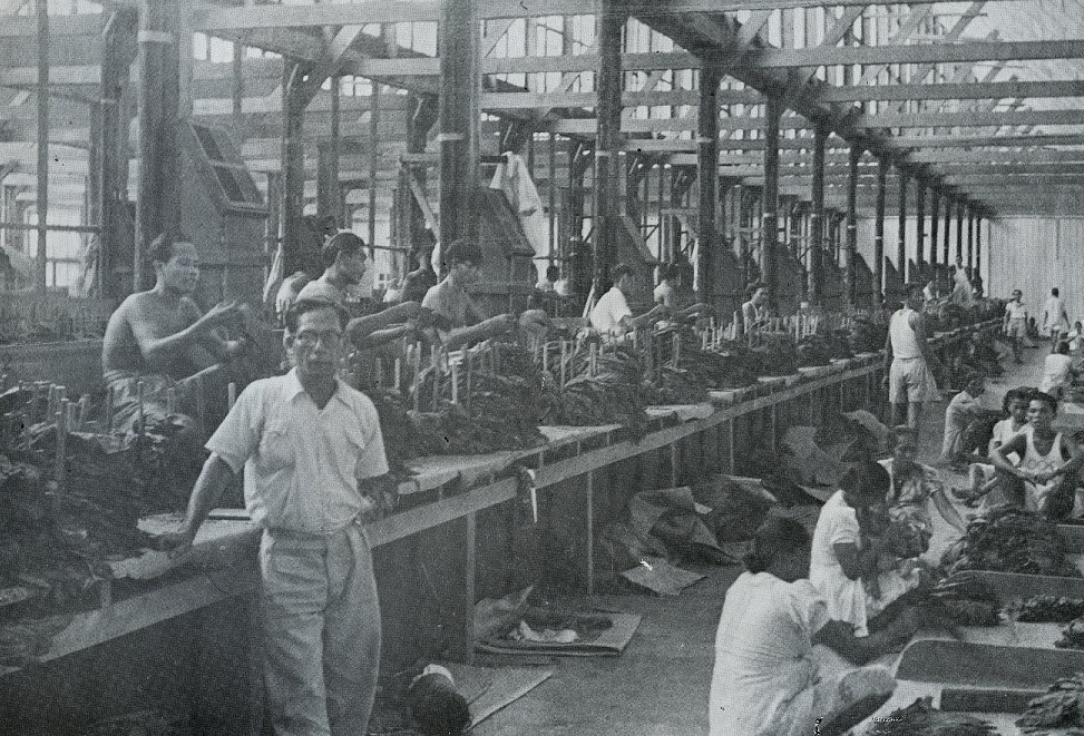 When tobacco was important for Sabah