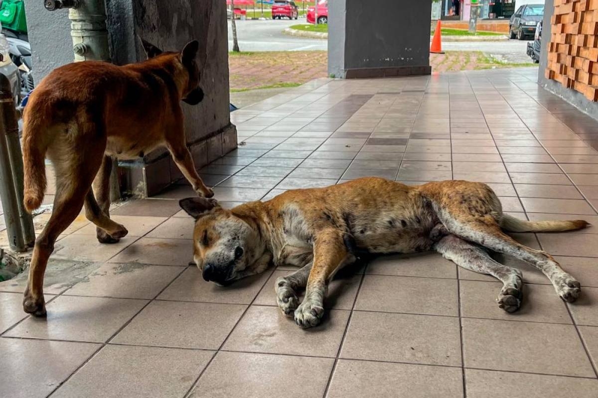 Negeri move on strays a bad precedent