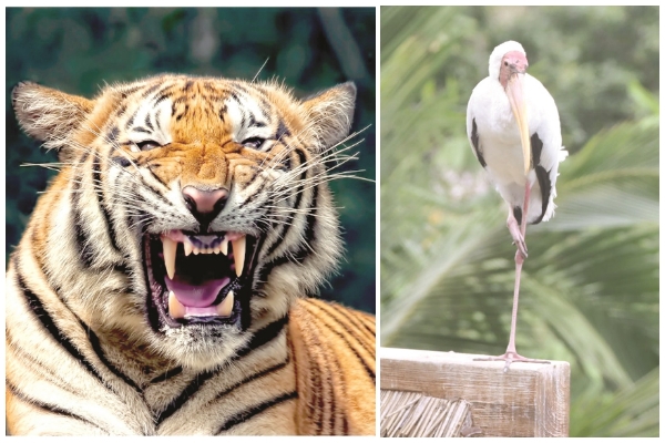 Captive breeding a success but not all can be released