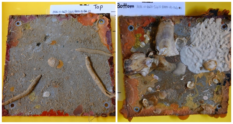 What a rare ocean acidification study in Sabah found so far