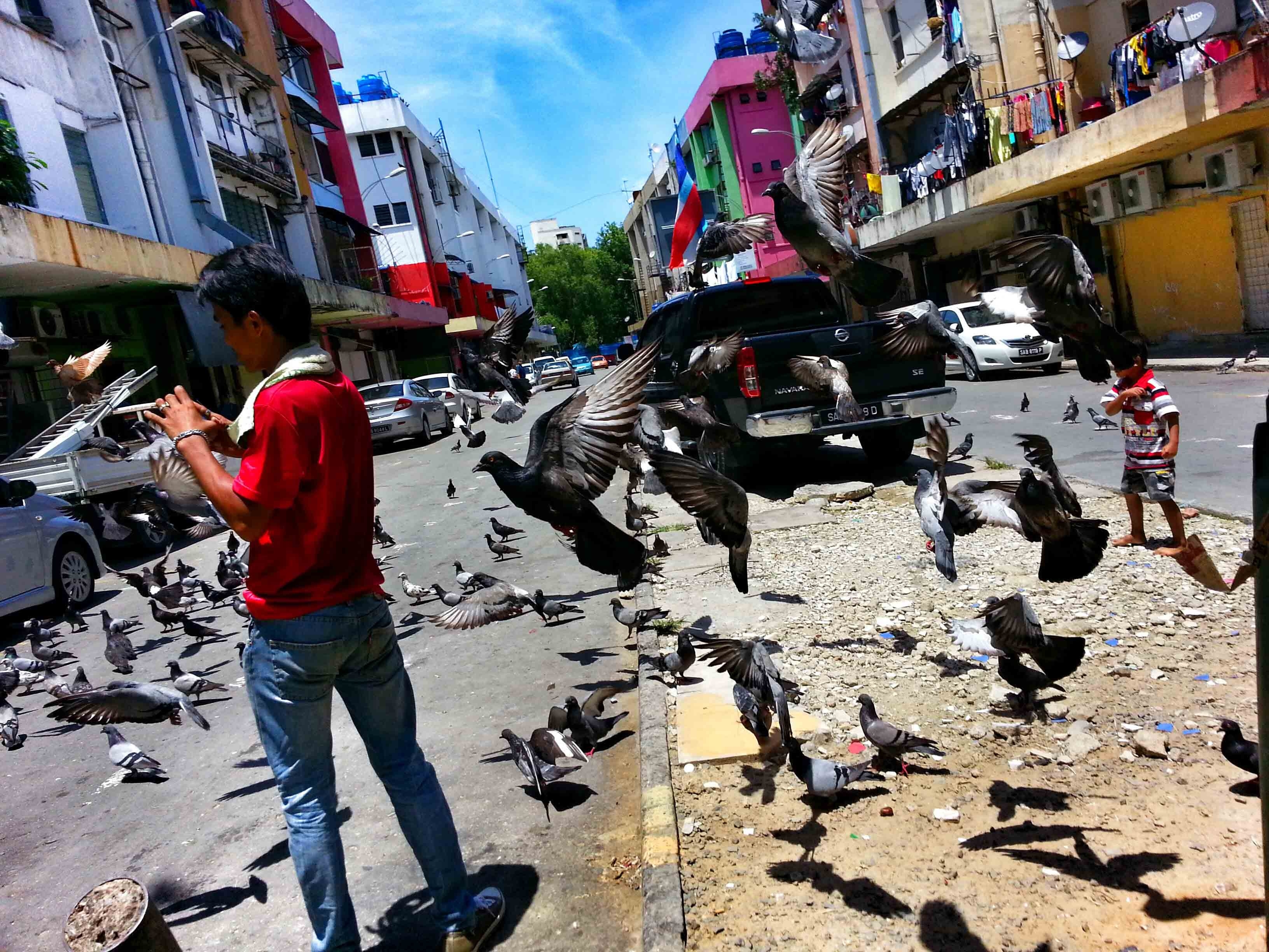 Managing Kota Kinabalu's bird population