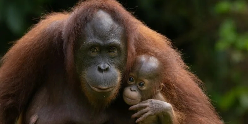 Orangutan Appeal UK marks 25 years of conservation in Sabah
