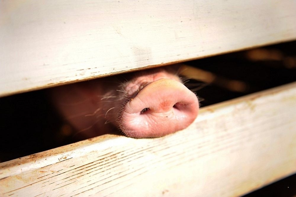 Perak authorities probe Sungai Bidor pollution, pig and duck farms inspected