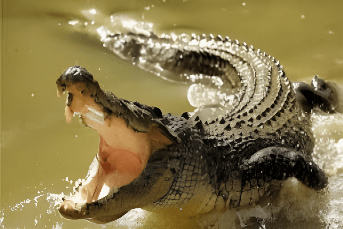 Man feared taken by crocodile while fishing in Kinabatangan