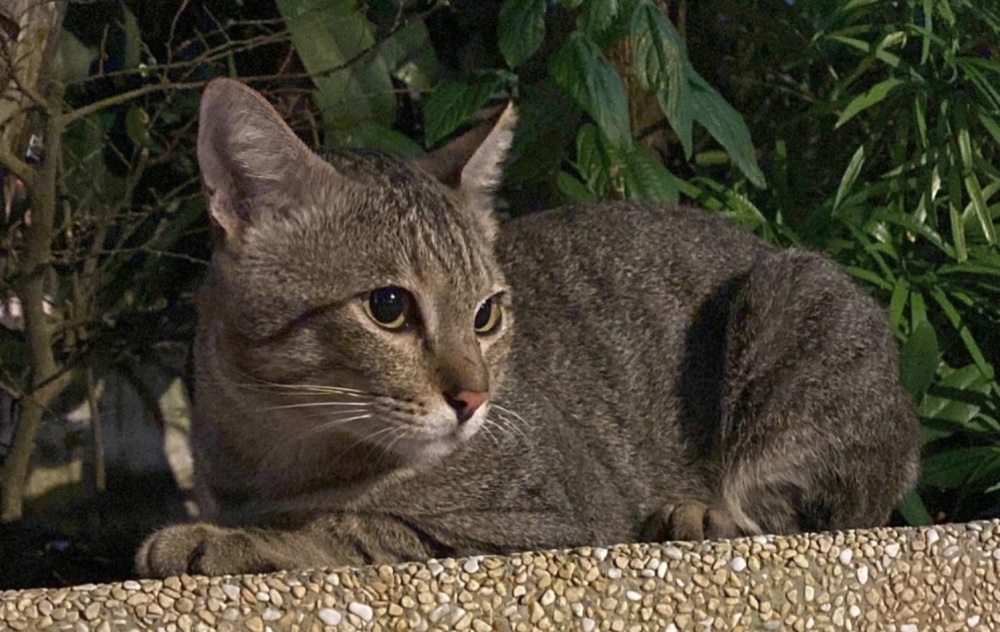 Cat abuse cases in Singapore lead to calls for stricter action
