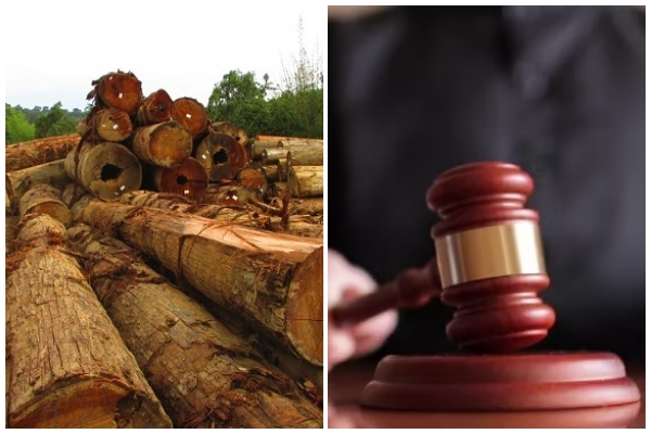 Illegal felling in Forest Reserve: Logging firm, boss fined