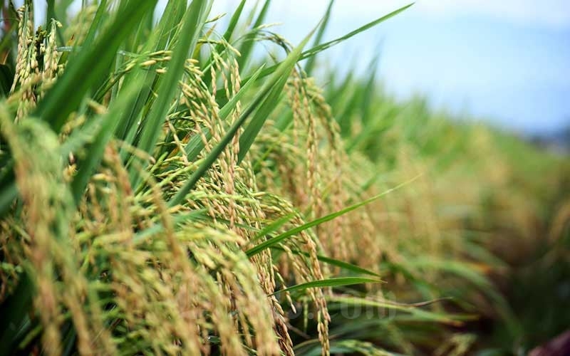 Sabah launches padi board to boost local rice production