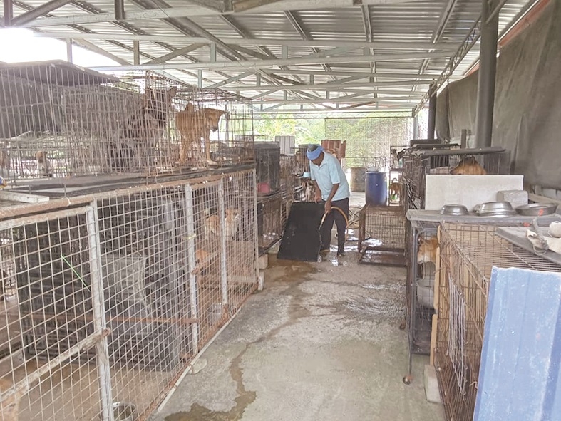 Sandakan SPCA is unable to cope, desperate for aid