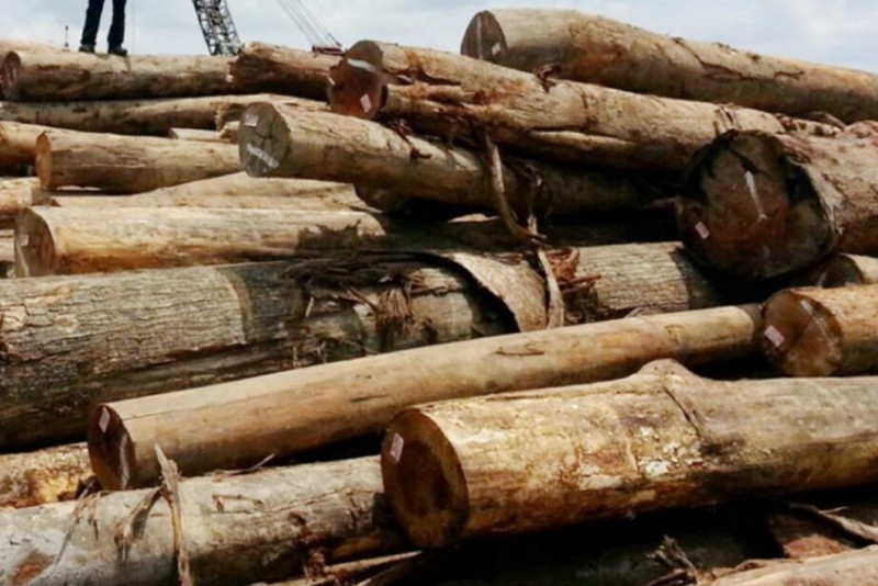 Sabah collects RM5.3 billion in timber royalties under SFMLA