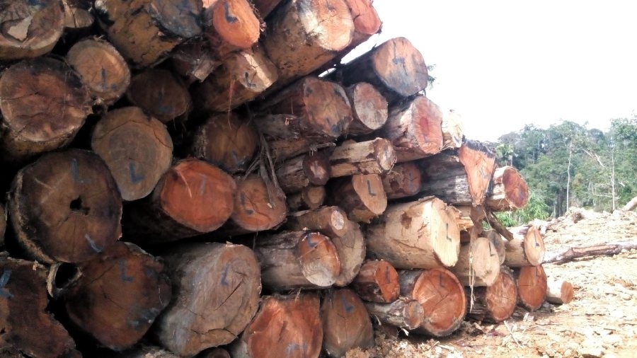 Logging firm owner, manager fined RM100,000 for unpaid timber royalties