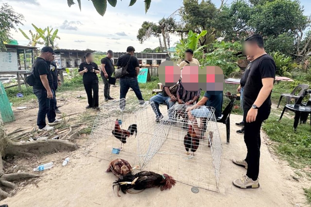 Three arrested in Penampang cockfighting raid