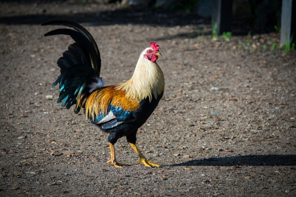 Trio arrested for cockfighting in Penampang