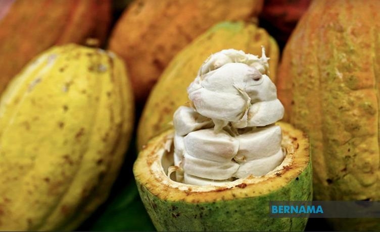 Research and development plays key role in cocoa competitiveness