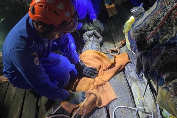 16kg crocodile caught in Sandakan