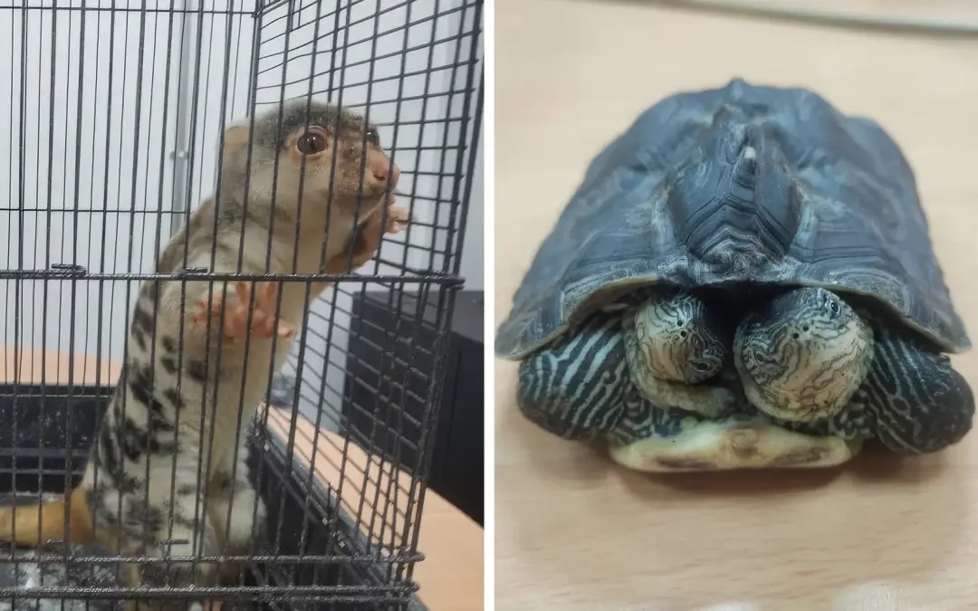 2 nabbed in KLIA trying to smuggle over 300 exotic animals