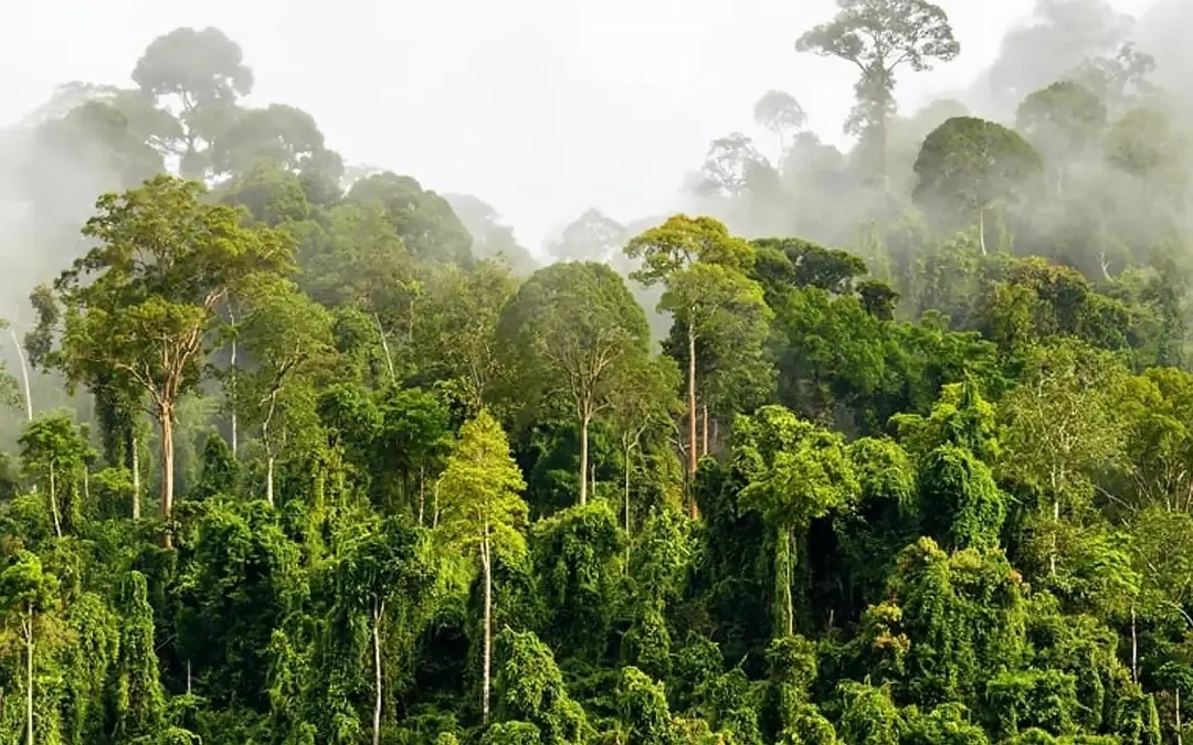 RimbaWatch urges halt to road projects threatening wildlife habitats