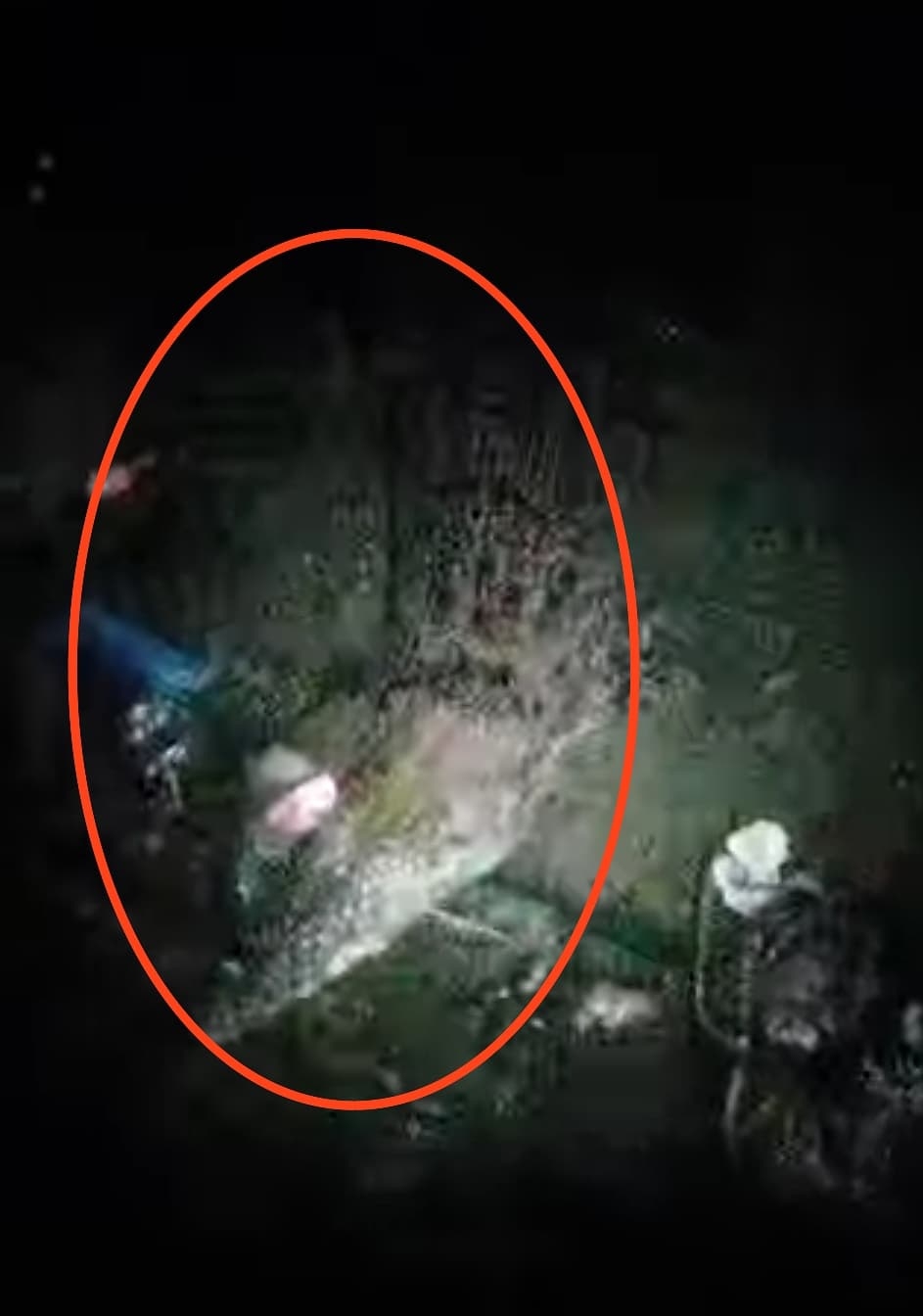 Crocodile spotted near Kunak chicken market