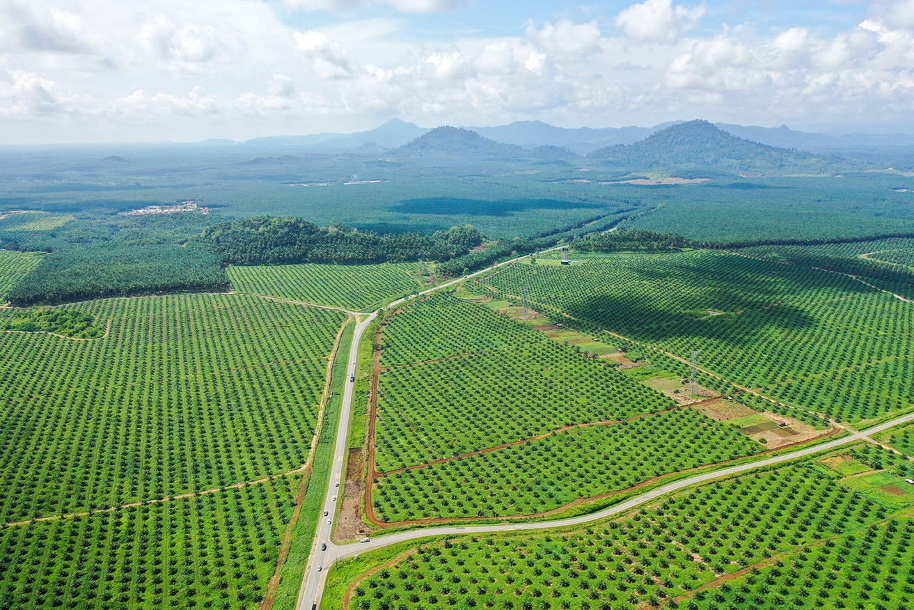 Malaysia prioritising smaller plantations in green push
