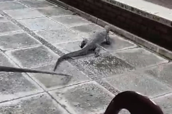 Monitor lizard shows up for breakfast