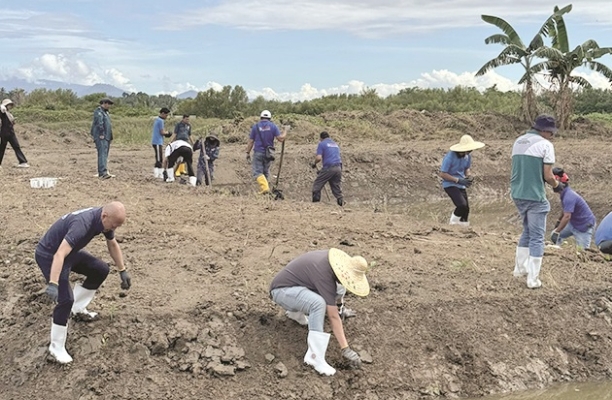 Firm's bid to restore mangroves