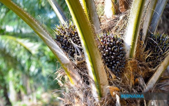 Palm oil inventory to rise 15pc