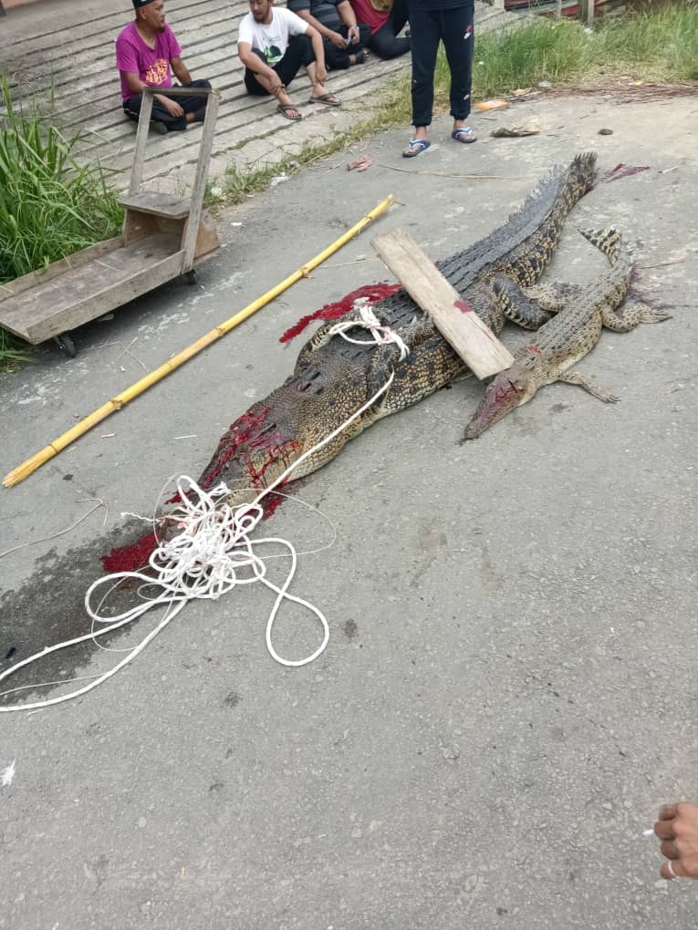 Crocodile and offspring captured in Weston, more still lurking