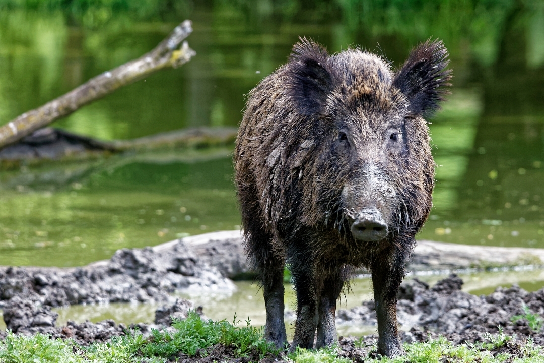 Man shot dead after being mistaken for wild boar
