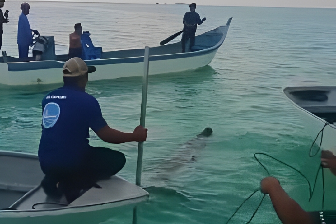 Crocodile caught in Tun Sakaran Marine Park
