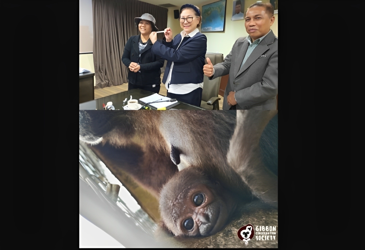 Nabalu to be free after 6 months