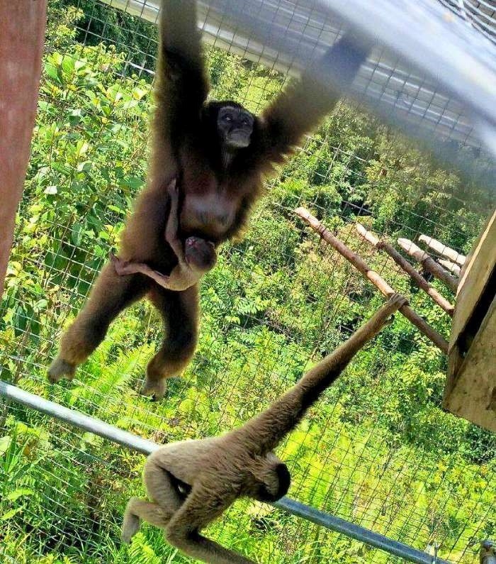 World's first gibbon born in captivity in Kota Belud