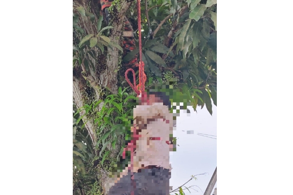 Electrocuted while picking mangoes