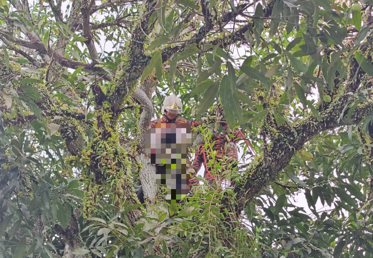 Man electrocuted while picking mangoes in Papar