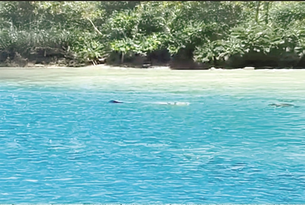 Bohey Dulang temporarily closed due to crocodile threat