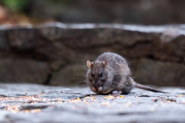 DBKK offers RM2 per rat in year-long control campaign