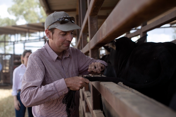 Tail hair test boosts beef production