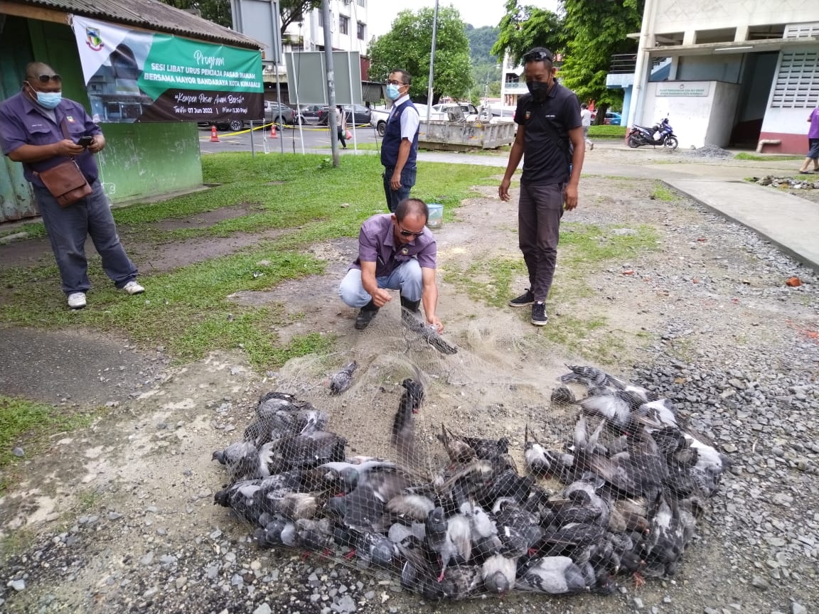 City Hall nets 193 pigeons in these areas