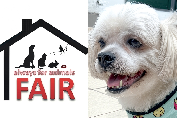 Sabah – animal-friendly?